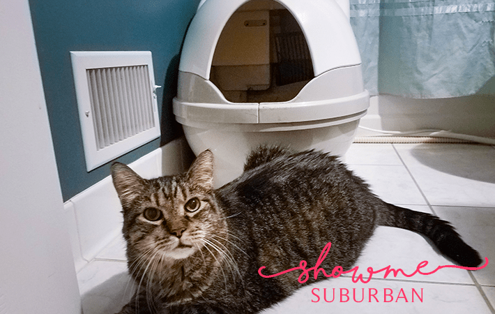 Cat in front of automatic litter box with text overlay Tired of scooping your cat's litter box and dealing with the odor and smell? You need a Cat Genie! If you're asking yourself if this automatic, self-cleaning litter box works, this review has all the information you need.