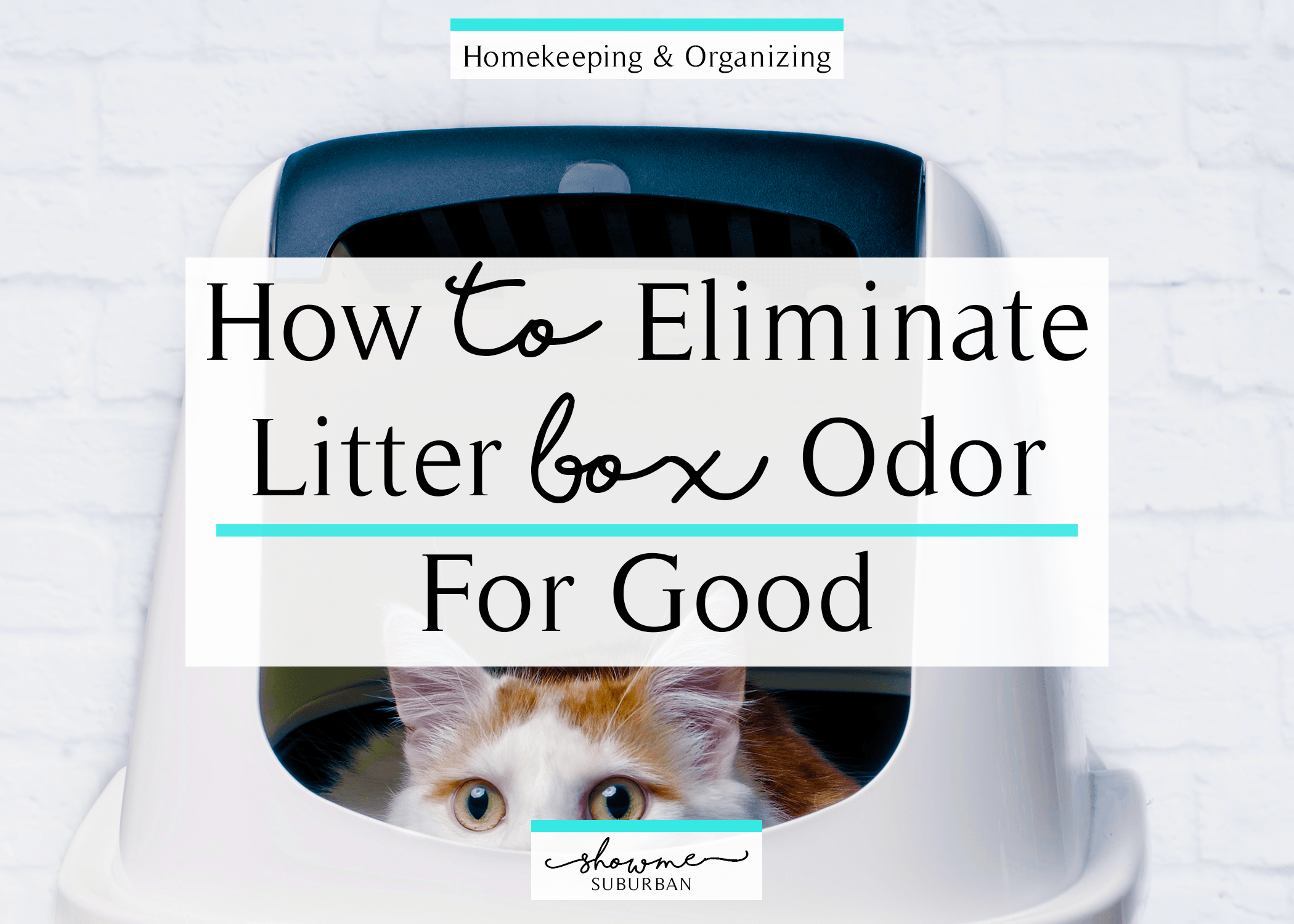 How to Eliminate Litter Box Odor Featured
